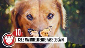 top 10 cele mai destepte rase de caini