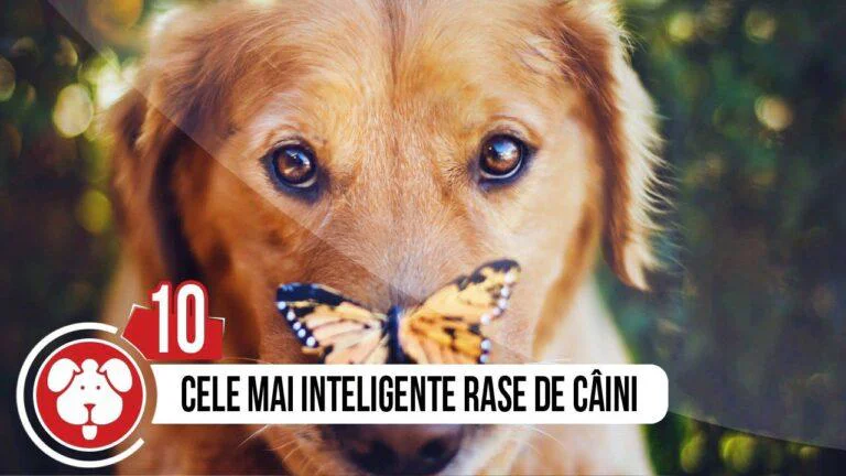 Top 10 Cele Mai Destepte Rase de Caini – Pasiunea si Inteligenta Impresionanta a Prietenilor Canini