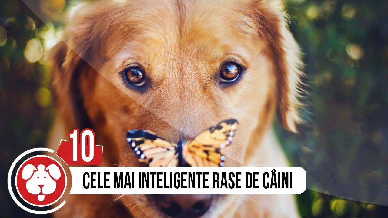top 10 cele mai destepte rase de caini
