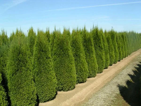 arbusti ornamentali
