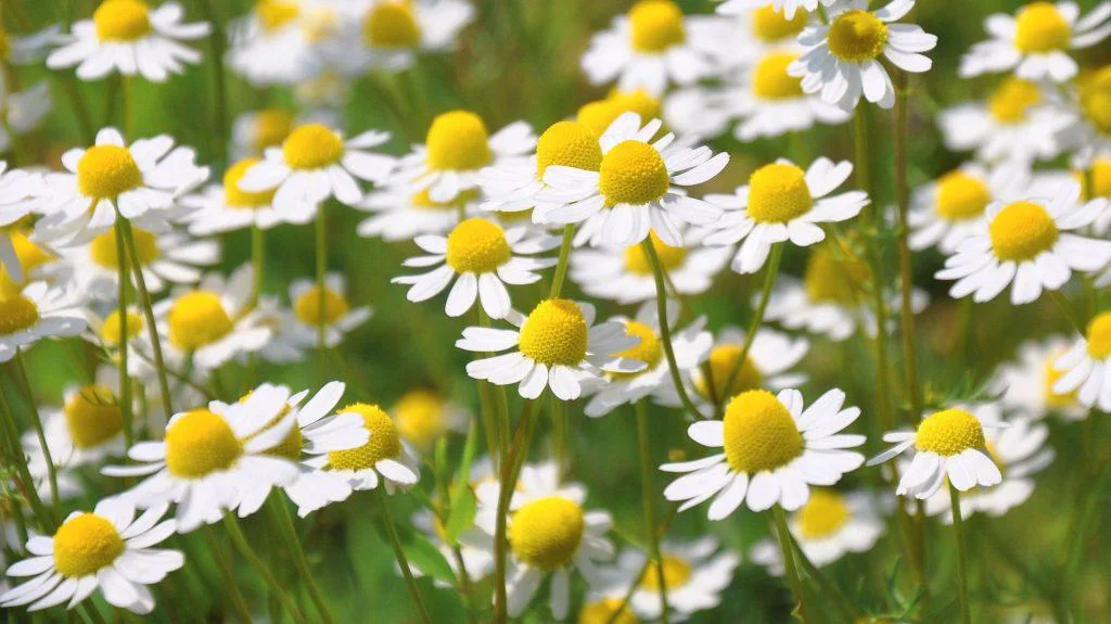 Musetel – Delicatete Aromatica si Beneficii Terapeutice